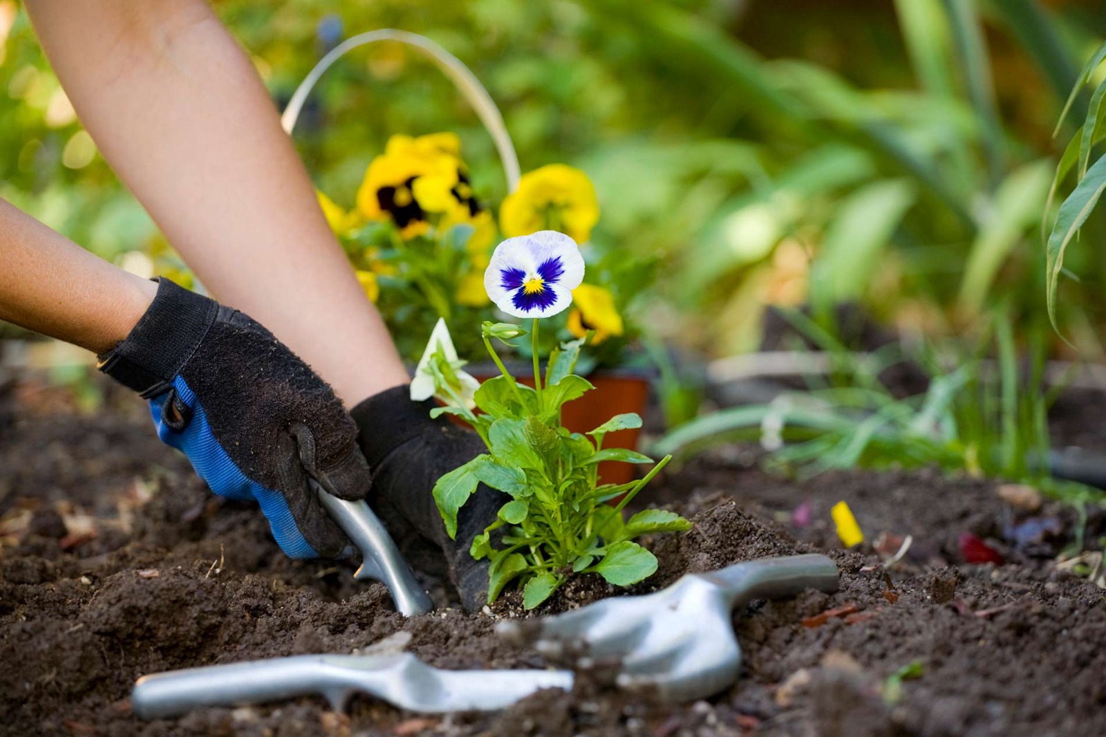 Bahçe Bakımı ve Peyzaj Düzenlemesinin Apartman ve Site Yönetimindeki Rolü